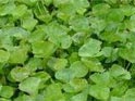 Centella Asiatica Extract